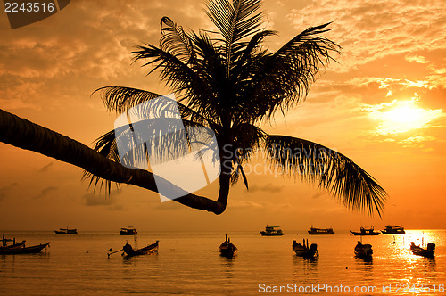 Image of Sunset with palm and boats on tropical beach