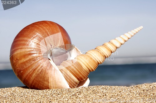 Image of Conch Still Life