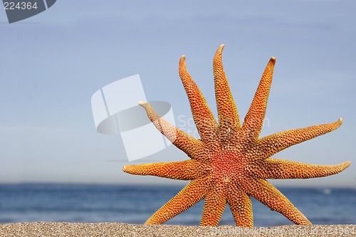 Image of Orange Starfish