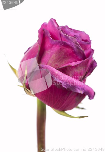 Image of Pink roses