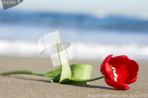 Image of Tulip on Beach