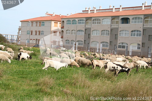 Image of Sheep on sheep-walk in Spain