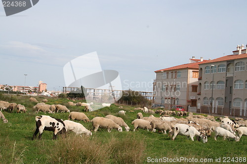 Image of Sheep in Spain