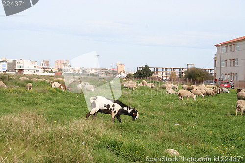 Image of Sheep in Spain