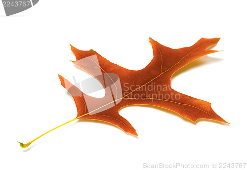 Image of Autumn leaf of oak