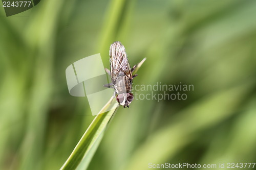 Image of Fly on the grass