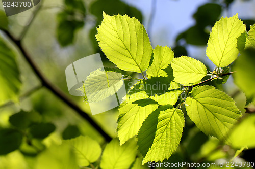 Image of leaves of the tree