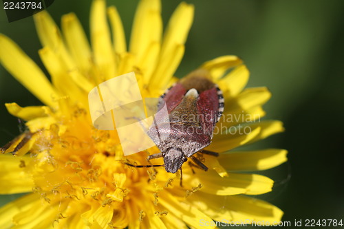 Image of beetle bug