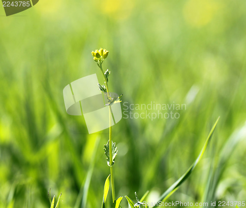 Image of flower