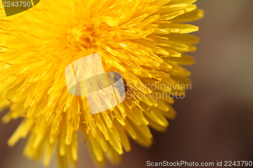 Image of Beetle on a flower