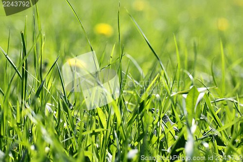 Image of green grass