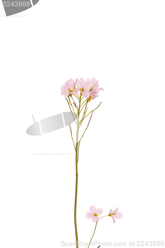 Image of Pink wild flower