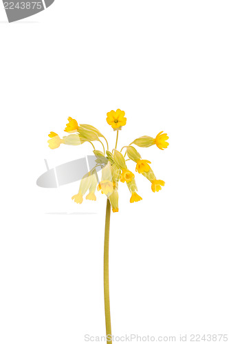 Image of Yellow primrose flower