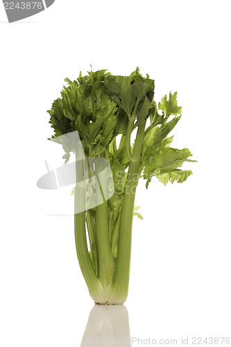 Image of Celery bunch