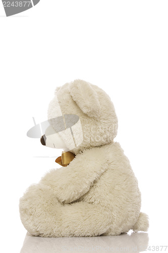 Image of White teddy bear