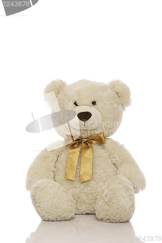 Image of White teddy bear