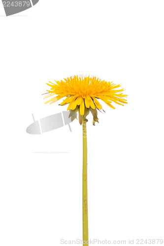 Image of Yellow dandelion flower