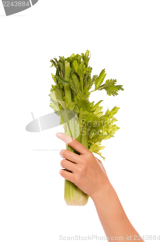 Image of Celery bunch in a hand