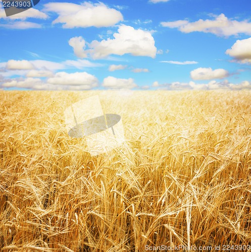 Image of Wheat field