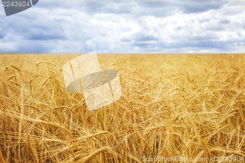 Image of Wheat field