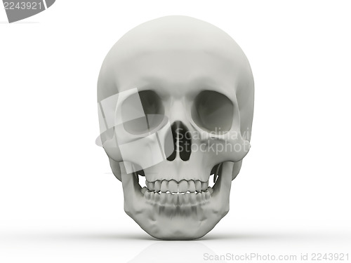 Image of 3d human skull isolated on white background 