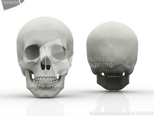 Image of 3d image of human skull in full face and profile 