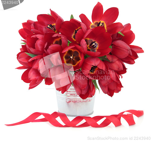 Image of Red Tulip Beauty