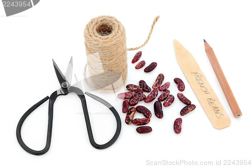 Image of Sowing French Bean Seeds