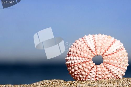 Image of Sea Urchin