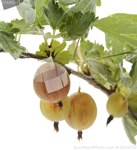 Image of Gooseberries  On A Bush