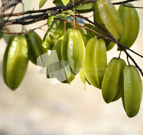 Image of Carambola Or Starfruit