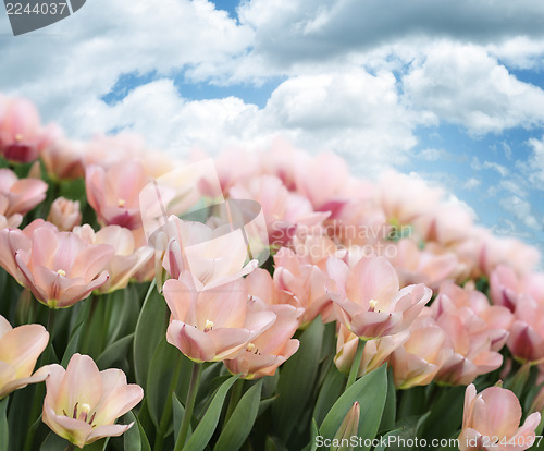 Image of Pink Tulips