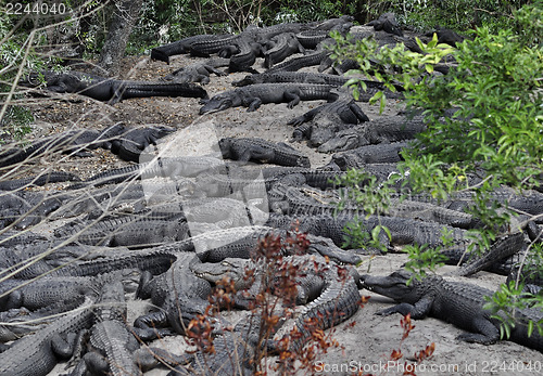 Image of Alligators Resting