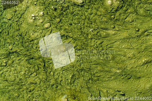 Image of green slime with small bubbles