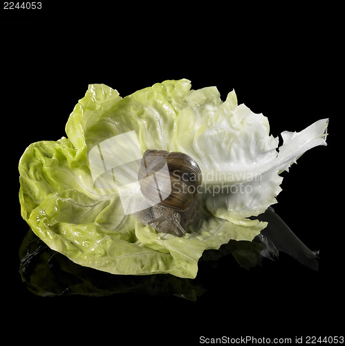 Image of Grapevine snail on fresh green lettuce leaf