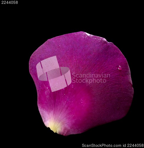 Image of violet rose petal