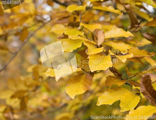 Image of orange brown autumn leaves