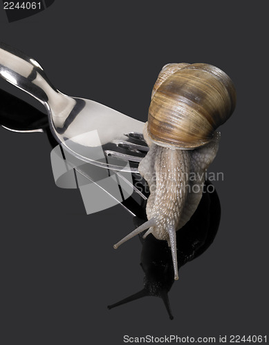 Image of Grapevine snail on fork rakes