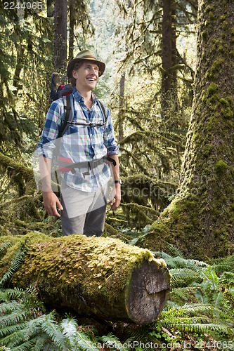 Image of Hiker in temperate rainforest