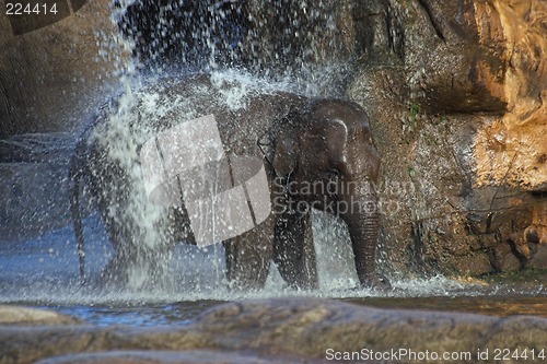 Image of Elephant shower
