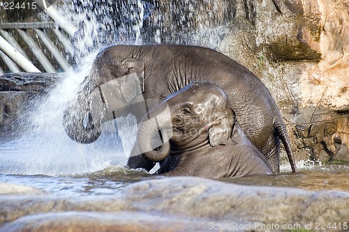 Image of Elephant shower