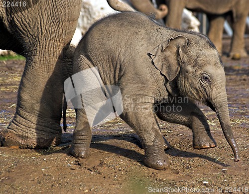 Image of Baby elephant