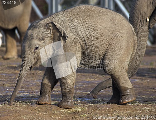 Image of Baby elephant