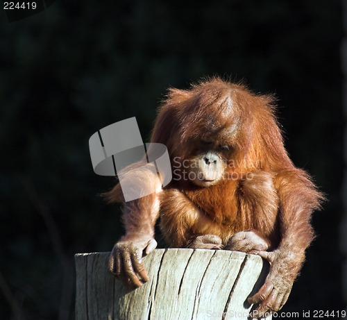 Image of Baby orang utan