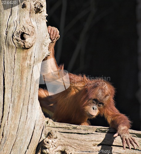 Image of Baby orang
