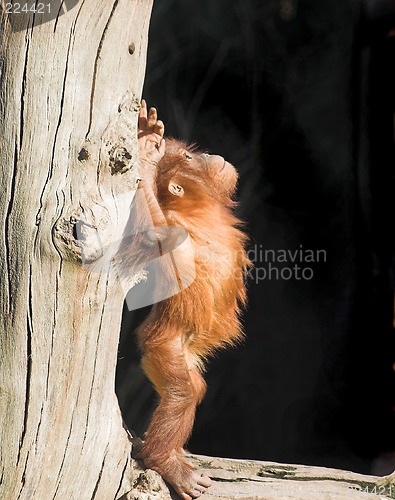 Image of Baby orang