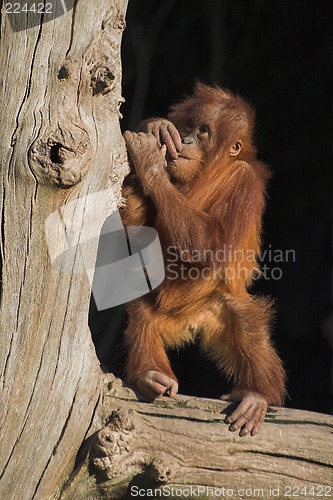 Image of Baby orang utan