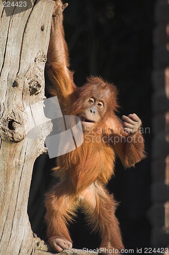 Image of Baby orang