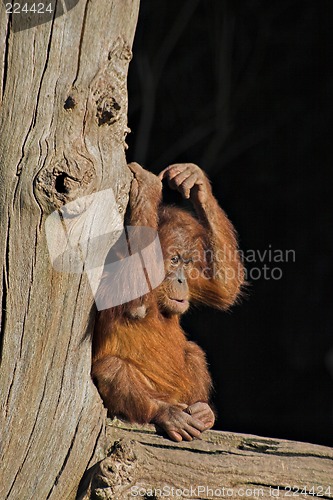 Image of Baby orang utan