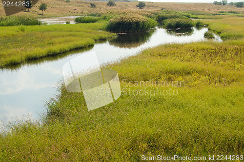 Image of green grass